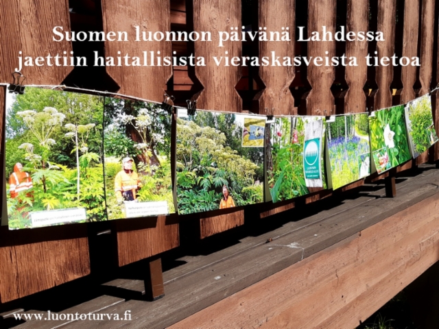 suomen_luonnon_paivana_jaettiin_tietoa_vieraskasveista_lahdessa_miia_korhonen_luontoturva.fi