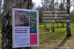 lahti_villahde_tiedotusta_haitallisista_vieraslajeista_luontoturva.fi