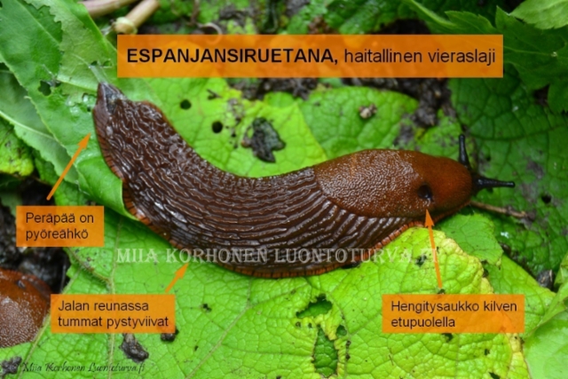 1065_tunnista_espanjansiruetana_miia_korhonen_luontoturva.fi