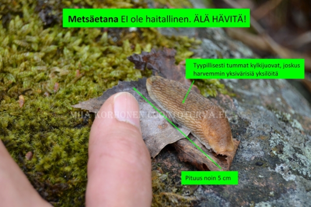 1067_tunnista_metsaetana_joka_ei_ole_haitallinen_miia_korhonen_luontoturva.fi