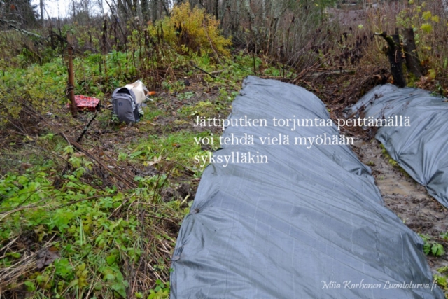 1088_jattiputken_peittamista_myohaan_syksylla_miia_korhonen_luontoturva.fi