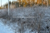 1090_kurtturuusupensaat_talvella_miia_korhonen_luontoturva.fi