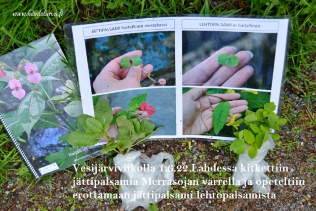 vesijarviviikolla_1.6.22_erota_jattipalsami_lehtopalsamista_luontoturva.fi