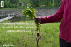 hollolassa_hedelmatarhan_lammella_kitkettiin_jattipalsamia_luontoturva.fi