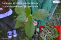 lahdessa_kitkettiin_paivakotien_ja_koululaisten_kanssa_jattipalsamia_luontoturva.fi
