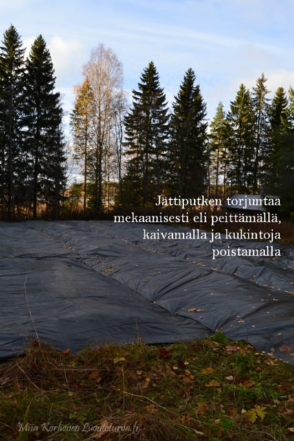 1161_jattiputken_torjunaa_peittamalla_kaivamalla_miia_korhonen_luontoturva.fi