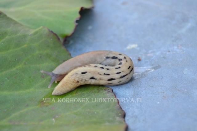 1224_ukkoetana_vaalea_miia_korhonen_luontoturva.fi
