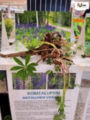 kuuma_vieras_hanke_22.5.24_tuusula_kirjasto_lupiini_luontoturva.fi