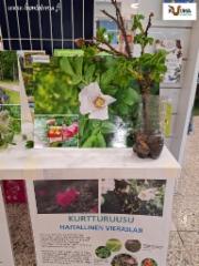 kuuma_vieras_hanke_22.5.24_tuusulan_kirjasto_kurtturuusu_www.luontoturva.fi