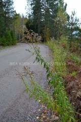 1266_kanadanpiisku_haitallinen_vieraslaji_miia_korhonen_luontoturva.fi