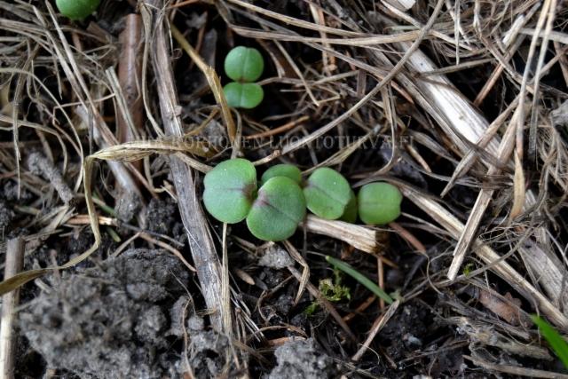 1278_jattipalsamin_taimet_kevaalla_miia_korhonen_luontoturva.fi 1278_jattipalsamin_taimet_kevaalla_miia_korhonen_luontoturva.fi