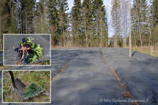 1279_jattiputken_torjunta_peittamalla_ja_kaivamalla_miia_korhonen_luontoturva.fi 1279_jattiputken_torjunta_peittamalla_ja_kaivamalla_miia_korhonen_luontoturva.fi