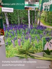 luontoturva_29.5.25_esitteli_haitallisia_vieraslajeja_hankkijan_myymalassa_miia_korhonen_luontoturva.fi