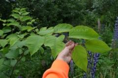 1280_japanintatar_haitallinen_vieraslaji_miia_korhonen_luontoturva.fi