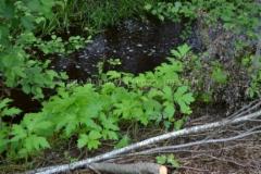 1282_jattiputken_taimia_miia_korhonen_luontoturva.fi