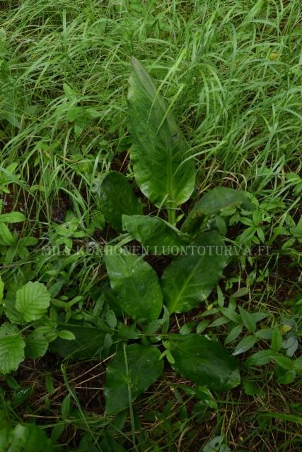 1291_keltamajavankaali_lehti_miia_korhonen_luontoturva.fi