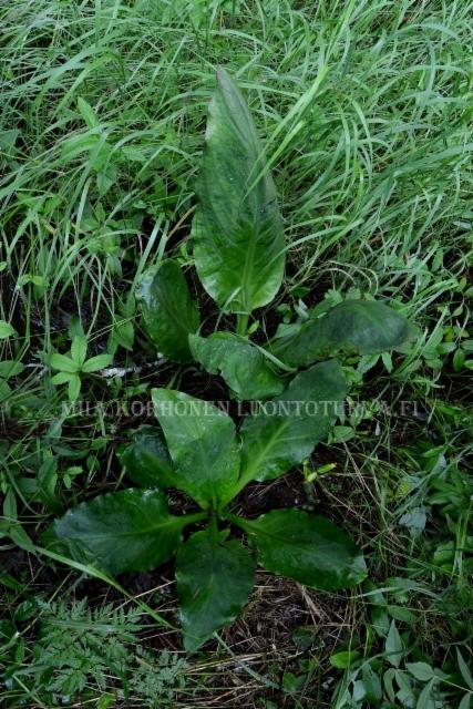 1293_keltamajavankaali_haitallinen_vieraskasvi_miia_korhonen_luontoturva.fi