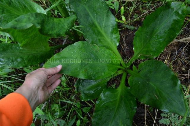 1295_keltamajavankaali_haitallinen_vieraskasvi_miia_korhonen_luontoturva.fi