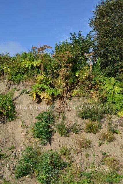 1297_jattiputkien_torjunta_rinteessa_miia_korhonen_luontoturva.fi