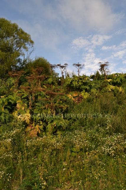 1298_jattiputki_leviaa_siemenista_miia_korhonen_luontoturva.fi