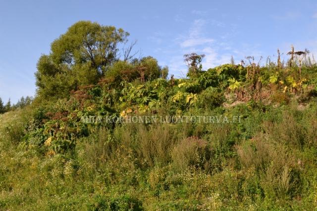 1299_jattiputken_kukinta_ja_siemenet_miia_korhonen_luontoturva.fi