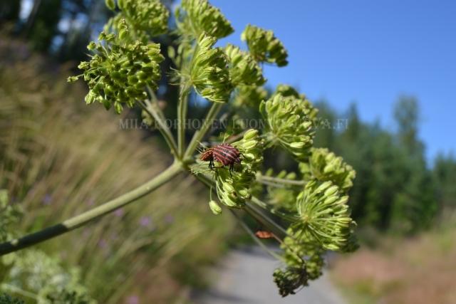 1300_karhunputken_siemenet_ja_pyjamalude_miia_korhonen_luontoturva.fi 1300_karhunputken_siemenet_ja_pyjamalude_miia_korhonen_luontoturva.fi