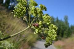 1300_karhunputken_siemenet_ja_pyjamalude_miia_korhonen_luontoturva.fi