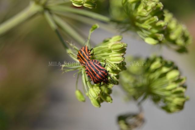 1301_pyjamalude_karhunputkella_miia_korhonen_luontoturva.fi 1301_pyjamalude_karhunputkella_miia_korhonen_luontoturva.fi