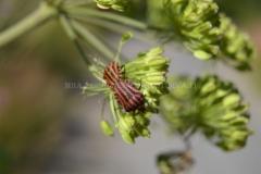 1301_pyjamalude_karhunputkella_miia_korhonen_luontoturva.fi