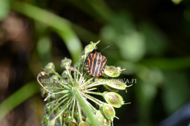 1077_pyjamalude_miia_korhonen_luontoturva.fi 1077_pyjamalude_miia_korhonen_luontoturva.fi