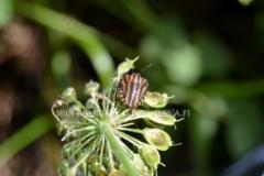 1077_pyjamalude_miia_korhonen_luontoturva.fi