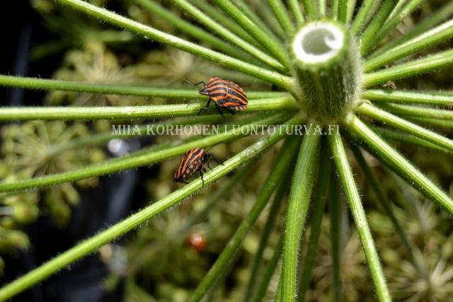 1078_pyjamaluteet_jattiputken_kukinnolla_miia_korhonen_luontoturva.fi 1078_pyjamaluteet_jattiputken_kukinnolla_miia_korhonen_luontoturva.fi