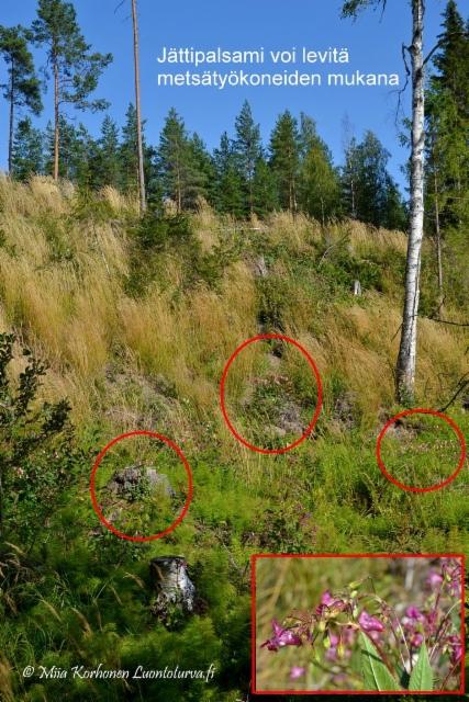 1302_jattipalsami_voi_levita_metsatyokoneiden_mukana_miia_korhonen_luontoturva.fi 1302_jattipalsami_voi_levita_metsatyokoneiden_mukana_miia_korhonen_luontoturva.fi