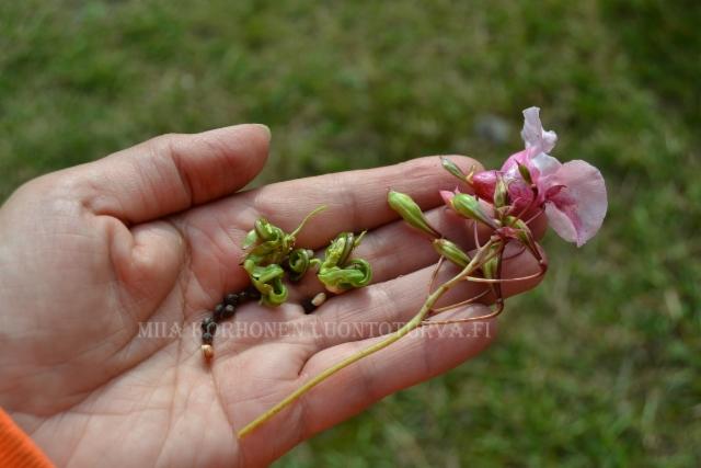 1304_jattipalsamin_siemenet_ja_siemenkota_miia_korhonen_luontoturva.fi 1304_jattipalsamin_siemenet_ja_siemenkota_miia_korhonen_luontoturva.fi