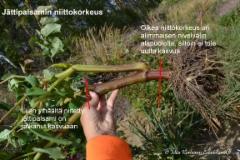 1303_jattipalsamin_niittokorkeus_miia_korhonen_luontoturva.fi