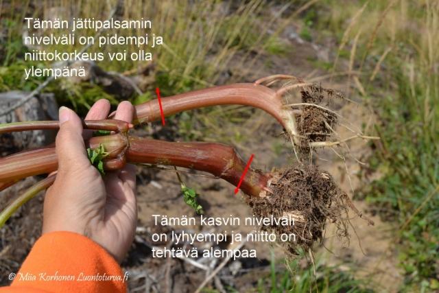 1305_jattipalsamin_niittokorkeus_miia_korhonen_luontoturva.fi 1305_jattipalsamin_niittokorkeus_miia_korhonen_luontoturva.fi