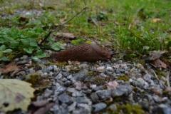 1306_espanjansiruetana_miia_korhonen_luontoturva.fi