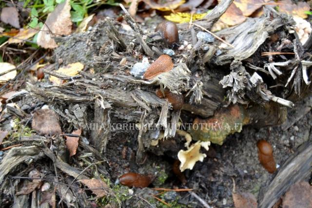 1307_espanjansiruetana_haitallinen_vieraslaji_miia_korhonen_luontoturva.fi 1307_espanjansiruetana_haitallinen_vieraslaji_miia_korhonen_luontoturva.fi