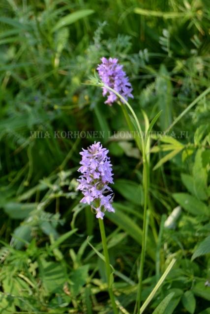 1309_baltiankammekka_harvinainen_kasvi_miia_korhonen_luontoturva.fi