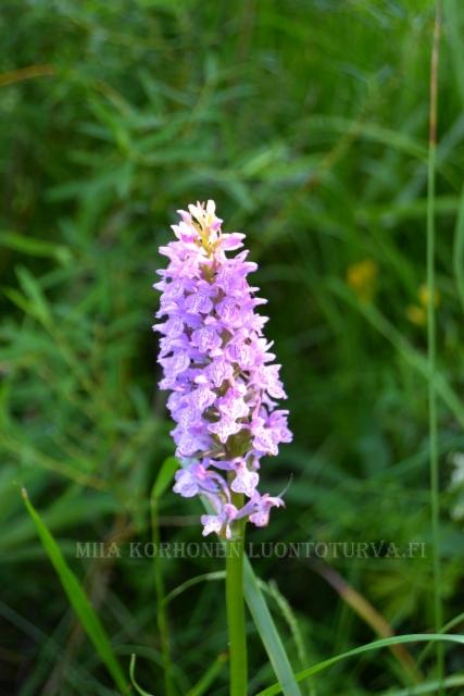 1310_baltiankammekka_kukinto_miia_korhonen_luontoturva.fi