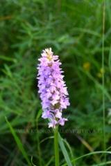 1310_baltiankammekka_kukinto_miia_korhonen_luontoturva.fi