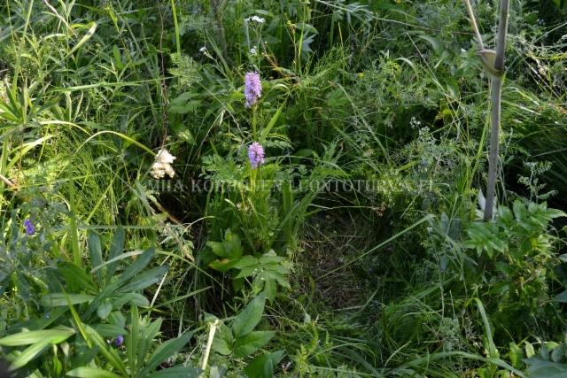 1311_baltiankammekoita_muun_kasvillisuuden_seassa_miia_korhonen_luontoturva.fi