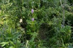 1311_baltiankammekoita_muun_kasvillisuuden_seassa_miia_korhonen_luontoturva.fi