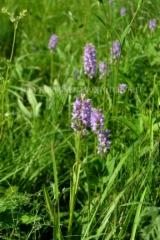 1312_baltiankammekoita_miia_korhonen_luontoturva.fi