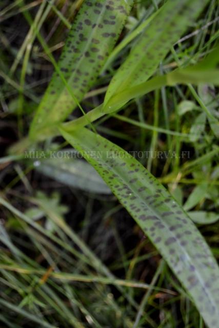 1313_baltiankammekka_lehti_miia_korhonen_luontoturva.fi