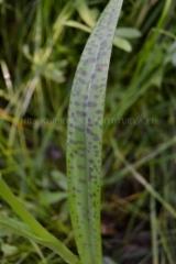 1314_baltiankammekan_lehti_miia_korhonen_luontoturva.fi