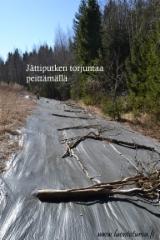 1320_jattiputken_torjuntaa_peittamalla_miia_korhonen_luontoturva.fi
