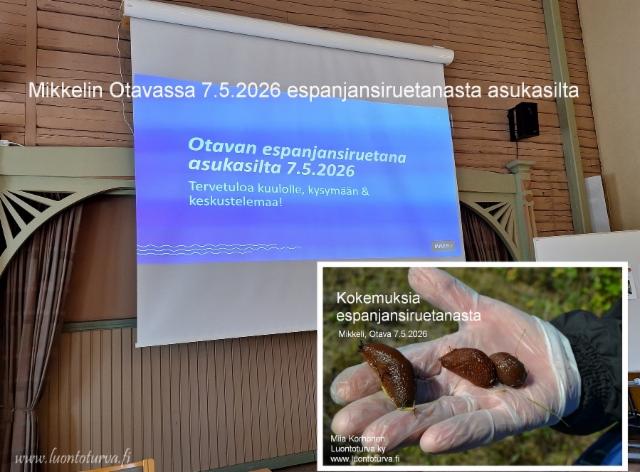 espanjansiruetana_asukasilta_mikkeli_otava_7.5.2026