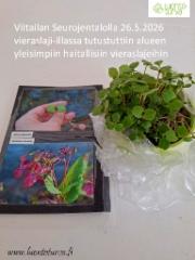 viitailan_seurojentalo_vieraslaji-ilta_www.luontoturva.fi