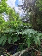 1335_jattiputki_kukkii_miia_korhonen_luontoturva.fi